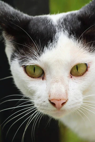 Cat is lovely are staring — Stock Photo, Image