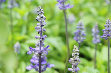 Mor Ada çayı çiçekler güzel Bahçe