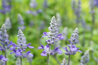 Mor Ada çayı çiçekler güzel Bahçe