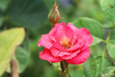 Güzel güller bahçede çiçek açan