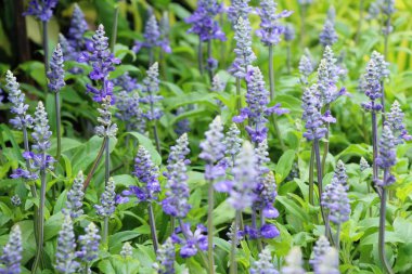 Mor Ada çayı çiçekler güzel Bahçe