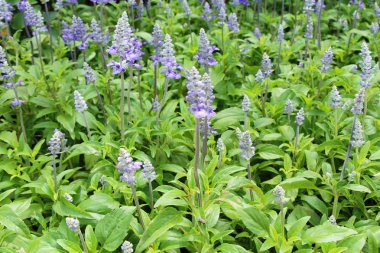Mor Ada çayı çiçekler güzel Bahçe