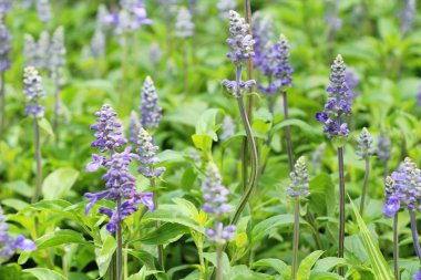 Mor Ada çayı çiçekler güzel Bahçe