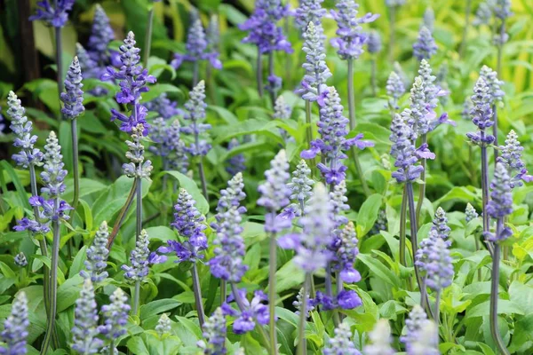 Mor Ada çayı çiçekler güzel Bahçe