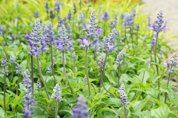 Mor Ada çayı çiçekler güzel Bahçe