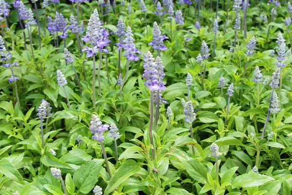 Mor Ada çayı çiçekler güzel Bahçe