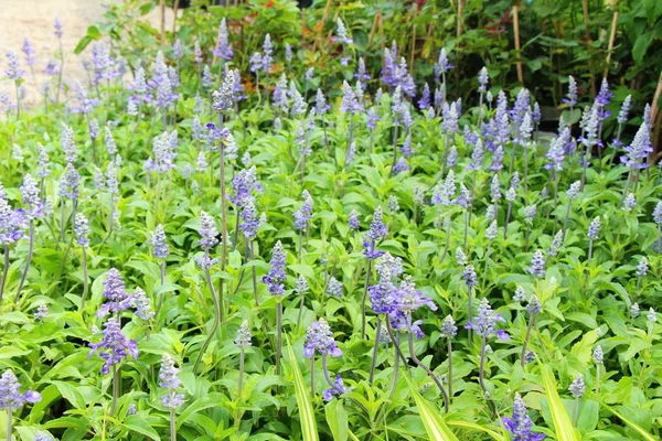 Fioletowe salvia kwiaty o pięknym ogrodzie — Zdjęcie stockowe