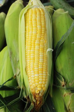 Belgili tanımlık çarşı içinde yemek pişirmek için taze Mısır