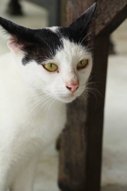 Kedi çok güzel bakıyorsun