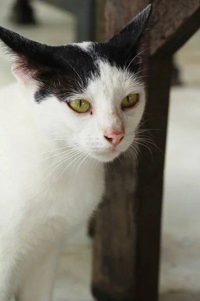 El gato es encantador están mirando — Foto de Stock