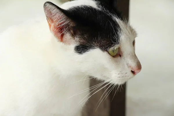 Gato é lindo estão olhando — Fotografia de Stock