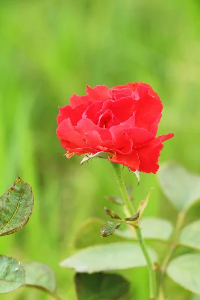 Güzel güller bahçede çiçek açan — Stok fotoğraf