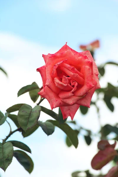 Beautiful roses is blooming in the garden — Stock Photo, Image