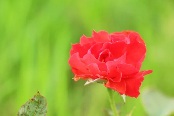 De belles roses fleurissent dans le jardin — Photo