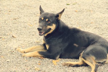 Siyah köpek şirin yere bakıyor