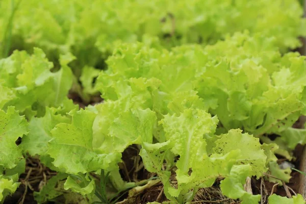 Lattuga fresca per la salute in giardino — Foto Stock