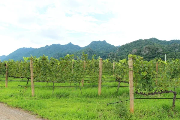 Frische Trauben im Weinberg mit der Natur — Stockfoto