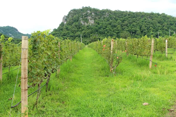 Uve fresche in vigna con la natura — Foto Stock