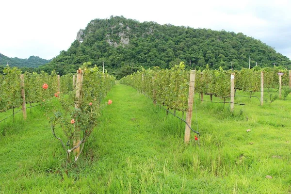 Färska druvor i vingården med naturen — Stockfoto