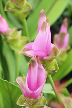 Doğa ile güzel pembe siam laleler