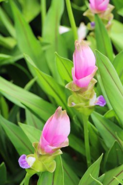 Doğa ile güzel pembe siam laleler