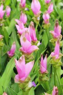 Doğa ile güzel pembe siam laleler