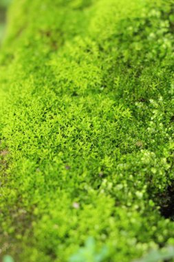 Yeşil yosun doğa ile rock katta