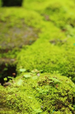 Yeşil yosun doğa ile rock katta
