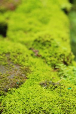 Yeşil yosun doğa ile rock katta