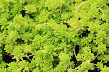 Yeşil yaprak doğa ile bahçesinde