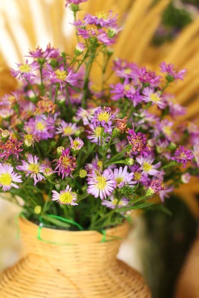 Prachtige daisy bloem met de natuur in de tuin — Stockfoto