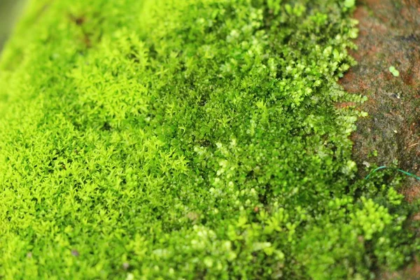 Grön mossa på rock golvet med naturen — Stockfoto