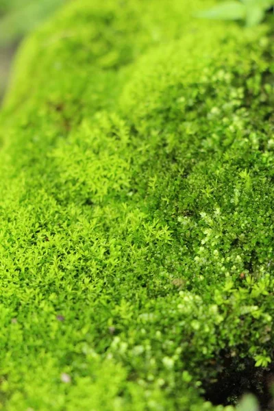 Green moss on rock floor with nature — Stock Photo, Image