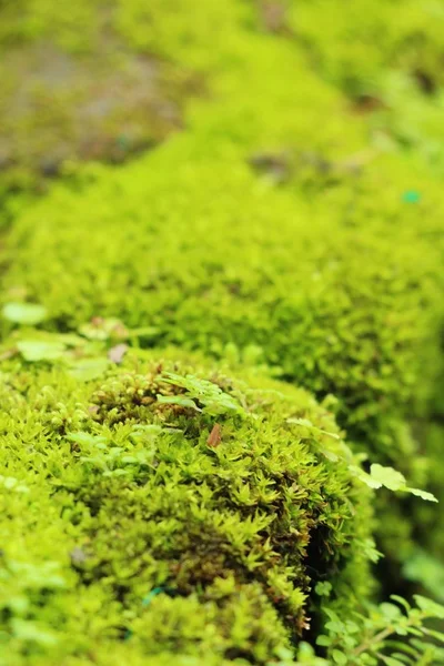 Yeşil yosun doğa ile rock katta — Stok fotoğraf