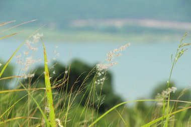 Çimen çiçekler güzel doğa
