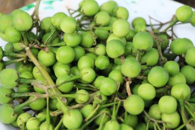 Taze patlıcan yeşil organik bir grup olduğunu 