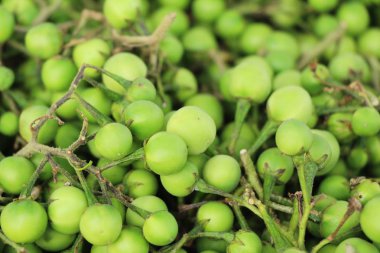 Taze patlıcan yeşil organik bir grup olduğunu 