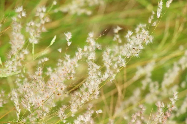 Flores de grama em belo na natureza — Fotografia de Stock