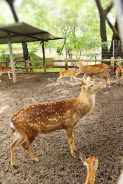 Geyik doğa ile Hayvanat Bahçesi