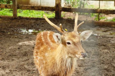 Geyik doğa ile Hayvanat Bahçesi
