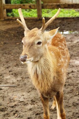 Geyik doğa ile Hayvanat Bahçesi