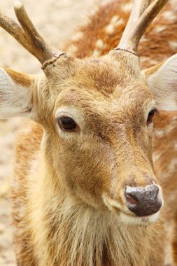 Geyik doğa ile Hayvanat Bahçesi