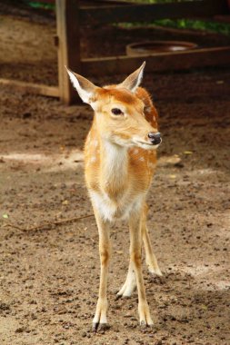 Geyik doğa ile Hayvanat Bahçesi