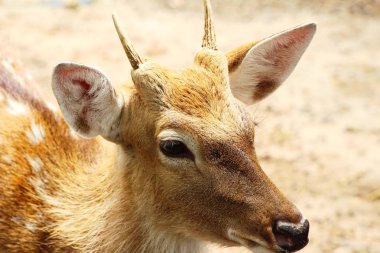 Geyik doğa ile Hayvanat Bahçesi