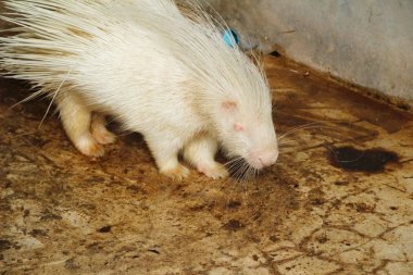 Hayvanat Bahçesi beyaz kirpi