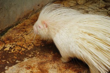 Hayvanat Bahçesi beyaz kirpi