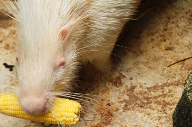 Hayvanat Bahçesi beyaz kirpi