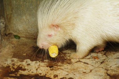 Hayvanat Bahçesi beyaz kirpi