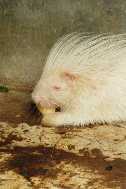 Hayvanat Bahçesi beyaz kirpi