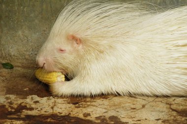 Hayvanat Bahçesi beyaz kirpi